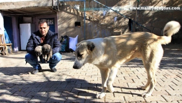 Sokak hayvanları muhtara kaldı