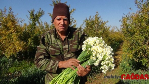 Kışta baharı yaşatan nergis çiçekleri çiftçinin gelir kapısı oldu