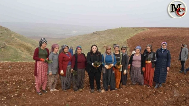 Kızılin'de lavanta yolu projesi hayata geçirildi