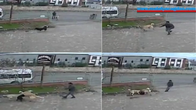 Köpeğe, köpekle işkence anı kamerada