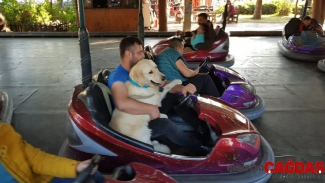 Köpeğin çarpışan oto keyfi