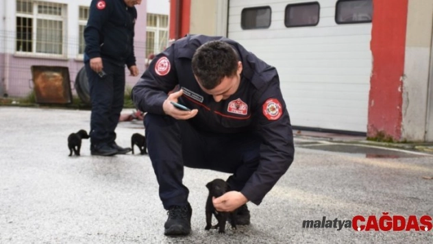 Köpek yavruları için itfaiye seferber oldu