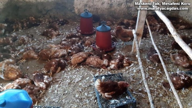 Köpekler 280 tavuğu parçaladı