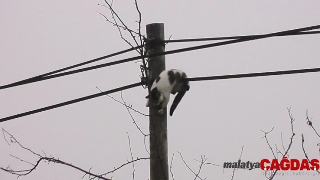 Köpeklerden kaçan kedi direğe çıktı
