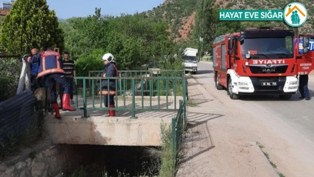 Köprü mazgalına sıkışan köpek yoğun uğraşlar sonucu çıkartıldı
