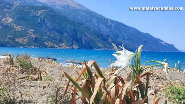 Koruma altındaki kum zambakları çiçek açtı