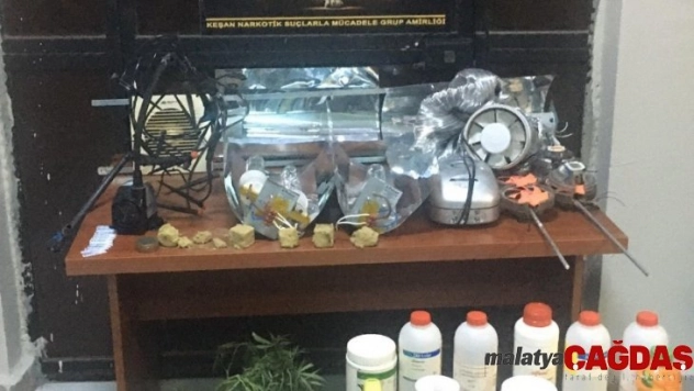 Köy evinde 40 kök kenevir ele geçirildi, şüpheli şahıs tutuklandı