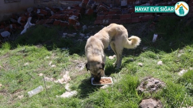 Köylerdeki sokak hayvanları unutulmadı