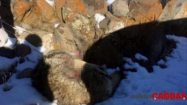 Köylüler tarafından yaralı halde bulunan kurt tedavi altına alındı