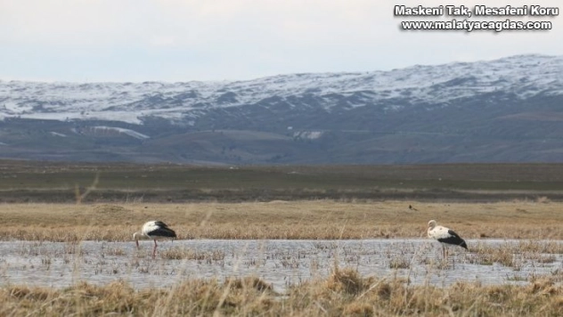 Köyün 100 yıllık misafirleri, yuvalarına yerleşti