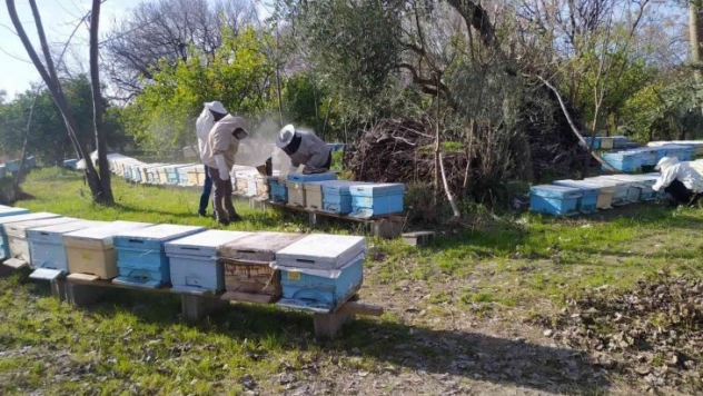 Kozan'daki arı ölümlerine 4 hastalık neden olmuş