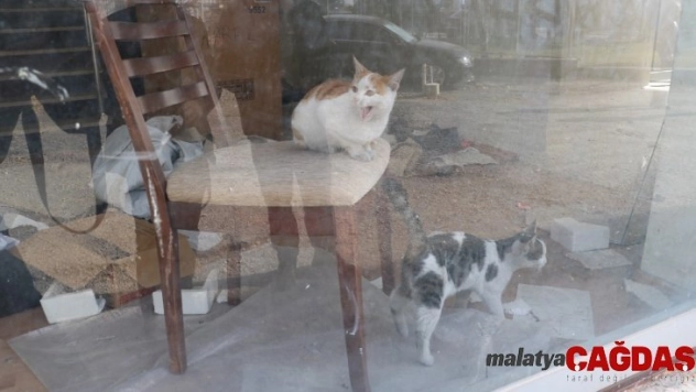 Küçük çocuğun dikkati kedilerin hayatını kurtardı