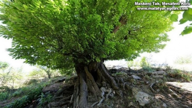 Kulp'ta 410 yıllık kestane ağacı anıt ağaç olarak tescillendi