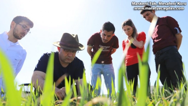 Kuraklığa karşı geliştirilen buğday genotipleri tescil yolunda