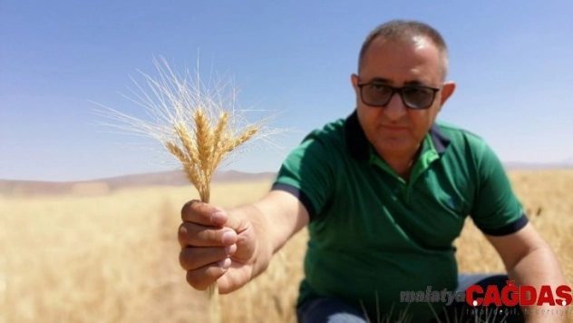 Kuraklık buğday verimini yüzde 60 düşürdü