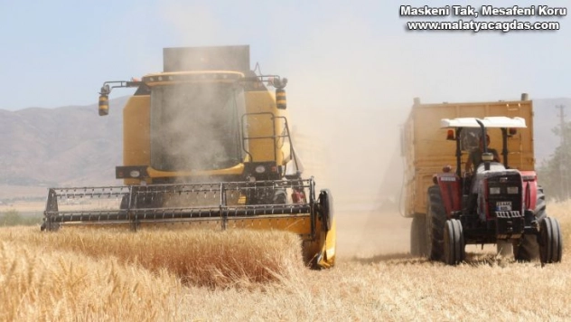 Kuraklık hasadı başlayan buğdayı da vurdu, rekolte yüzde 70'lere kadar düştü
