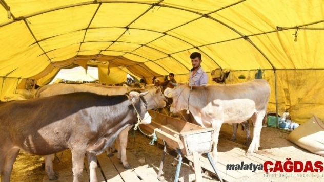 Kurban pazarında 200 çadırdan 137'si doldu