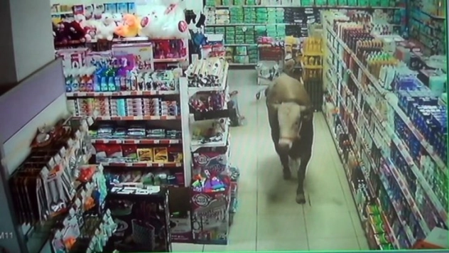 Kurbanlık dana girdiği marketi yerle bir etti