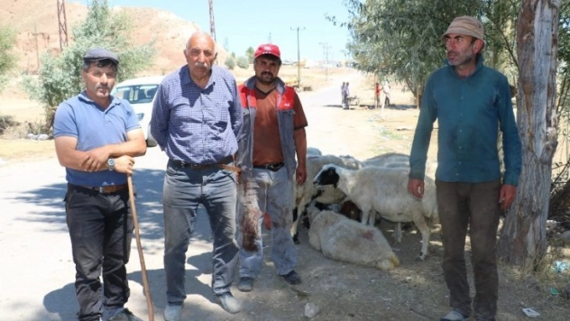 Kurbanlık fiyatları son günde yarı yarıya düştü