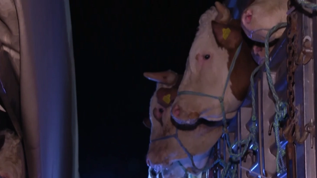 Kurbanlık hayvan girişleri başladı