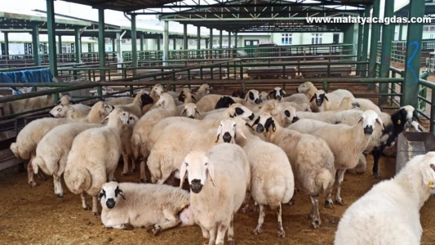 Kurbanlık hayvan parasını ödemeyenler aranıyor