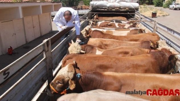 Kurbanlıklar, Batıya doğru yola çıktı