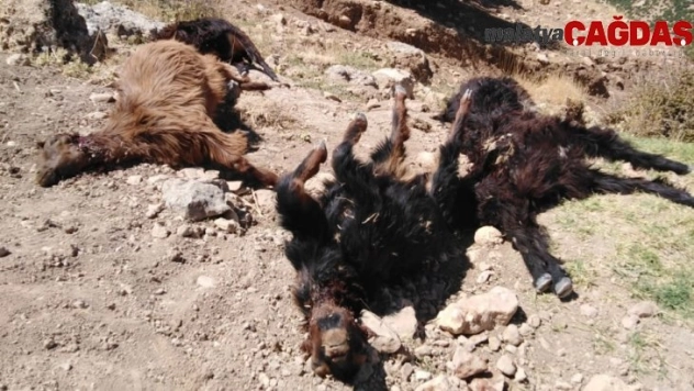 Kurt ahırdaki keçilere saldırdı