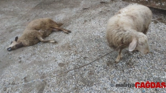 Kurtların saldırdığı 3 koyun telef oldu