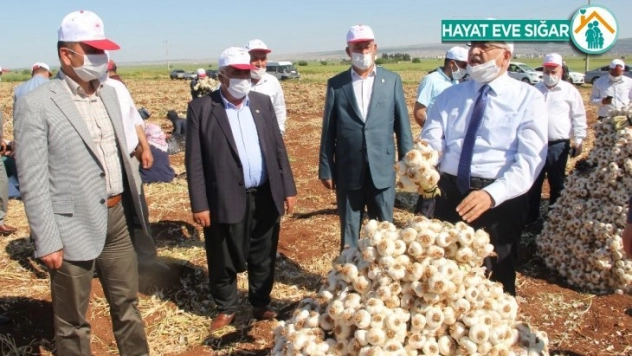 Kuru sarımsak hasadı başladı
