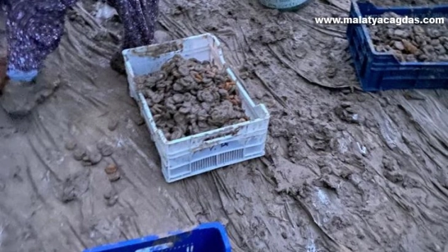 Kurumaya bırakılan kayısılar sele kapıldı