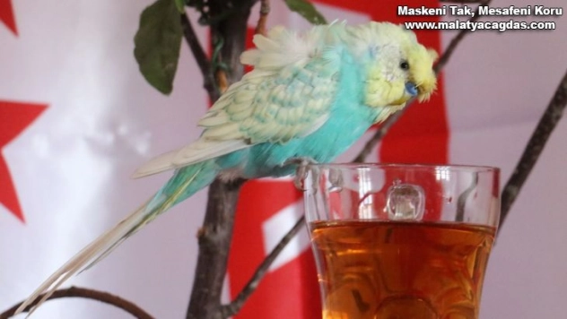 Kuş dile geldi, İsrail'e tepkisini bu sözlerle dile getirdi