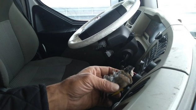 Kuş donarak ölse de yaptığı hareket yürekleri ısıttı