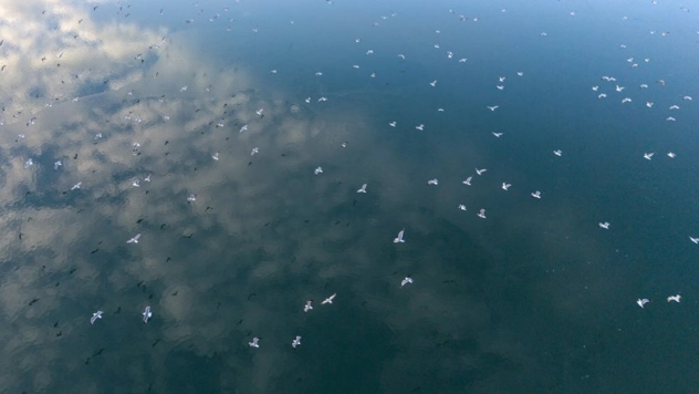 Battalgazi'de göletler buz tuttu: kuşların beslenmesi zorlaştı