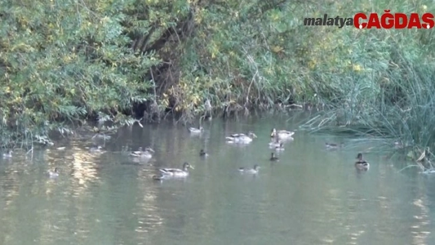 Kuyucuk Gölü kurudu, Kars Çayı yaban ördeklerinin yaşam alanı oldu
