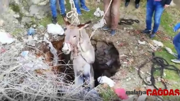 Kuyuya düşen eşek iş makinesi yardımıyla kurtarıldı