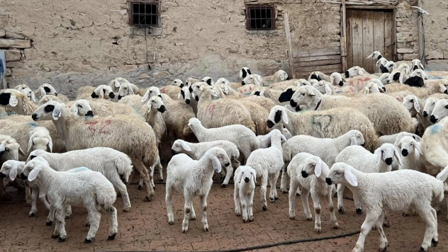 Kuzu ve oğlak desteği ikinci başvuru dönemi başladı