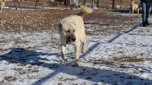 Laboratuvar köpeği olan pitbullar insan elinde katilleşiyor
