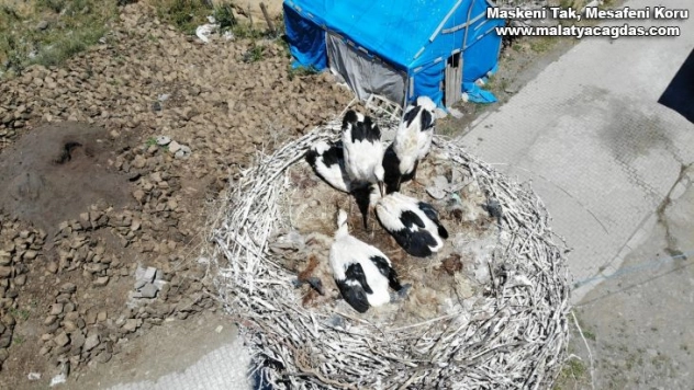 Leylek yavruları büyük göçe hazırlanıyor