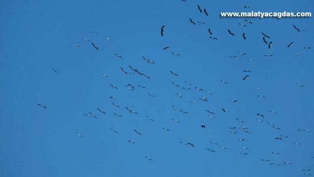 Leyleklerin göçü İskenderun Körfezi'nde güzel görüntüler oluşturdu