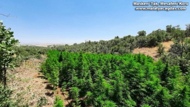 Lice'de 1 milyon 340 bin kök Hint keneviri ele geçirildi