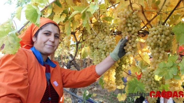 Limanı ve ülke sınırı olmayan Alaşehir'den 550 milyon dolarlık ihracat