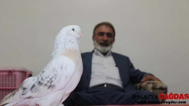 Lüks ev fiyatına güvercin