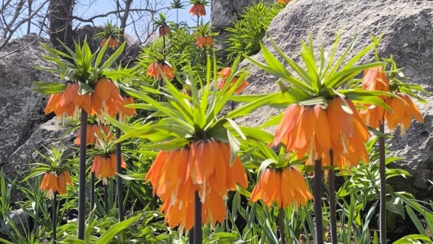 Maden Dağlarında ters lale güzelliği
