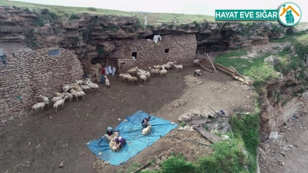 Mağarada organik hayvancılık