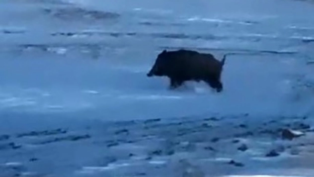 Mahalleye yakın bir noktada domuz görüldü