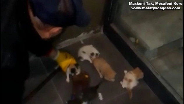 Mahsur kalan 5 yavru kedi kurtarıldı