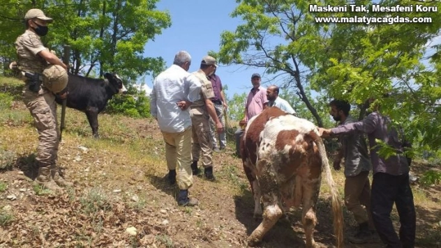 Mahsur kalan ineği jandarma ekipleri kurtardı