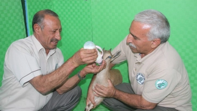 Mahsur kalan yavru dağ keçisi kurtarıldı