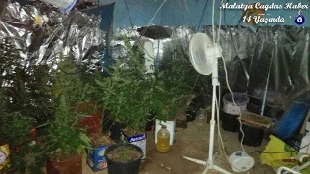 2 bin 200 kök kenevir ele geçirildi