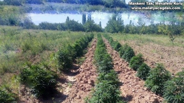 25 kilo esrar ile 43 bin kök hint keneviri ele geçirildi